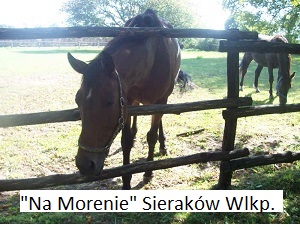 Sierakow Wlkp Agroturystyka Konie pokoje domki 